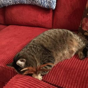 Meet your Posher, Bobbi